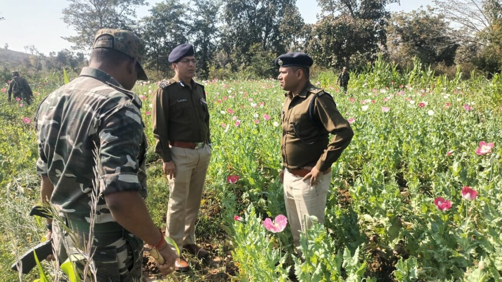Ranchi News : IG अखिलेश झा ने 62 एकड़ पोस्ते की फसल को नष्ट कराई