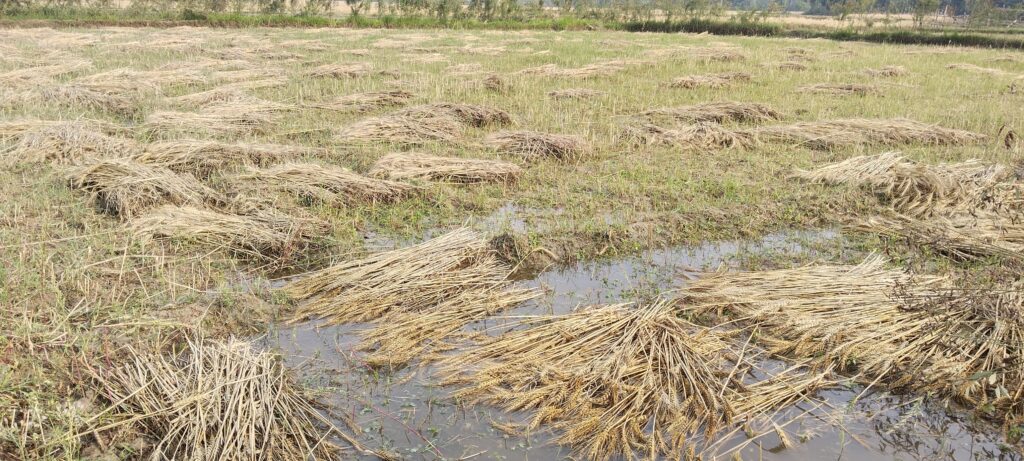 BIHAR NEWS : बिहार में वज्रपात से 19 की मौत