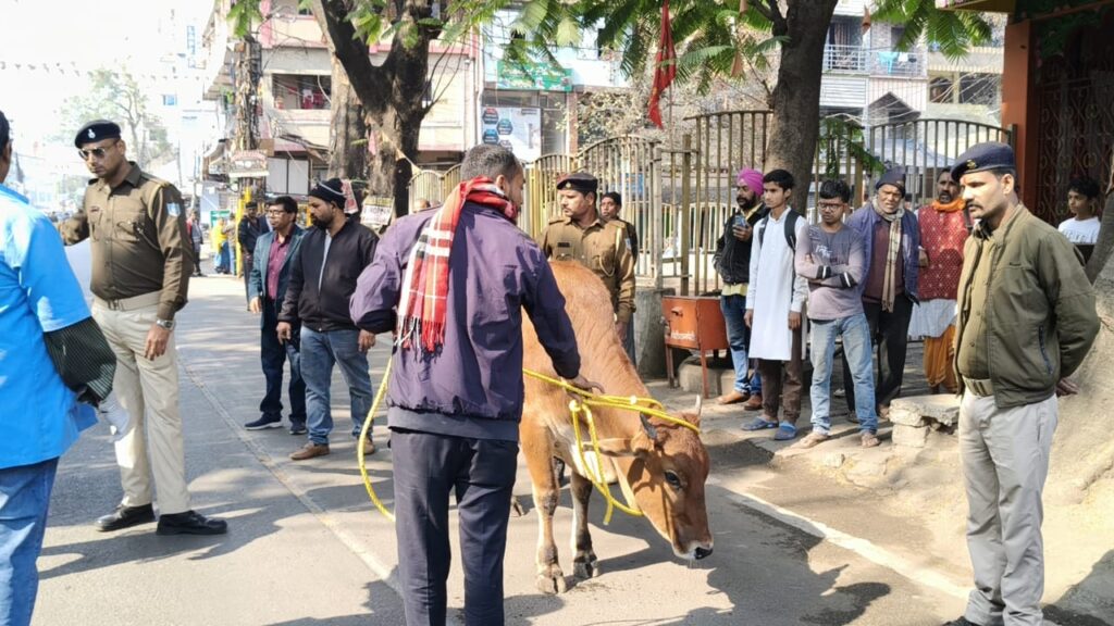 Jamshedpur News :JNAC ने आवारा पशुओं के खिलाफ विशेष अभियान चलाया, दर्जनों मवेशी पकड़े गए