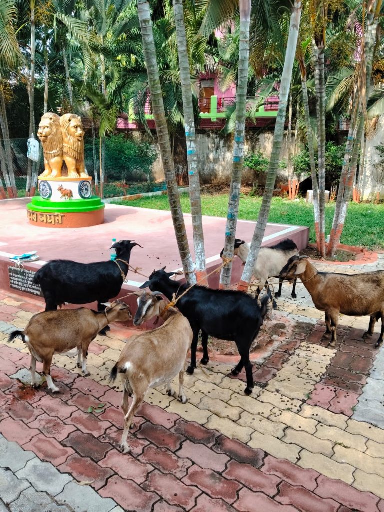 JAMSHEDPUR NEWS: ब्रेड का लालच देकर कार से बकरी चुराने वाले शातिर गिरोह का पर्दाफाश, 6 बकरियों के साथ एक गिरफ्तार