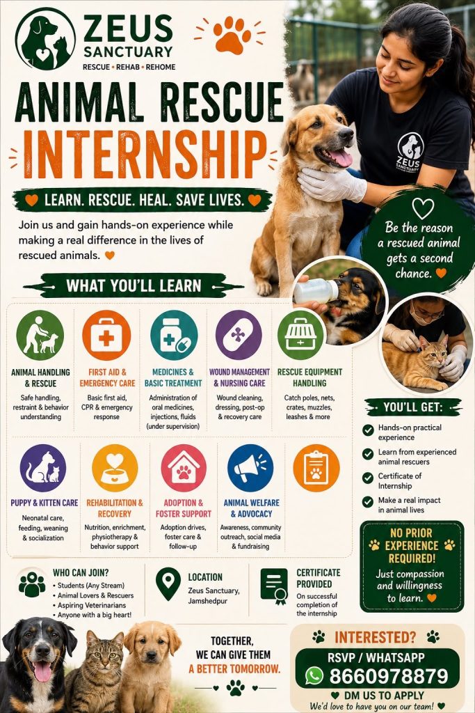 JAMSHEDPUR NEWS: Zeus Sanctuary ने शुरू किया Animal Rescue Internship Program, युवाओं को मिलेगा पशु सेवा का सुनहरा अवसर