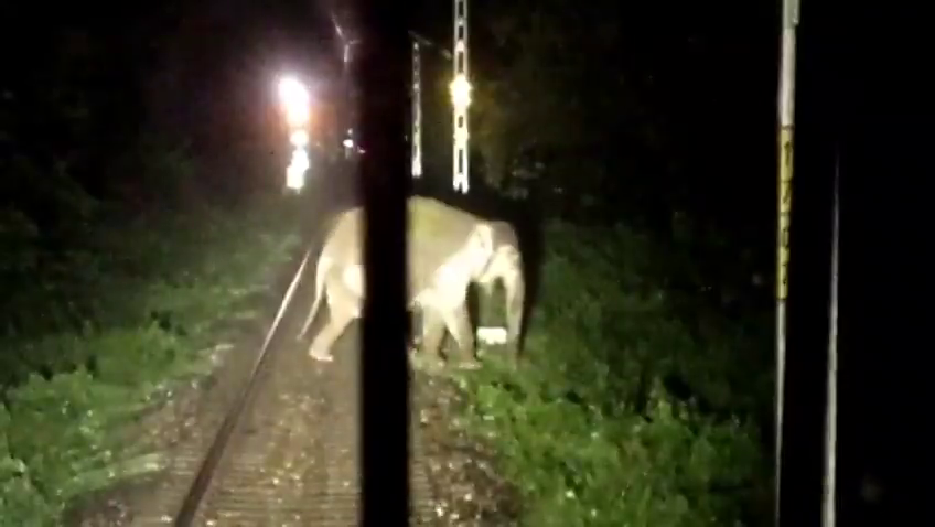 Indian Railways wildlife protection :लोको पायलटों की सूझबूझ से बची हाथी की जान, सेवक-गुलमा रेलखंड पर बड़ा हादसा टला